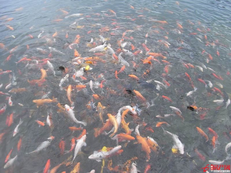 北大集門面房（華孚）租金低