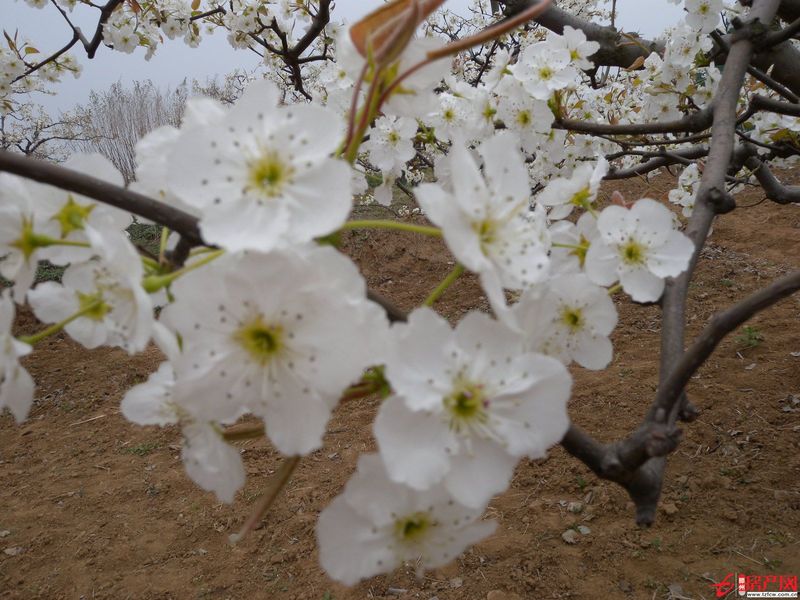 府前小區，一樓，兩室兩廳，年付