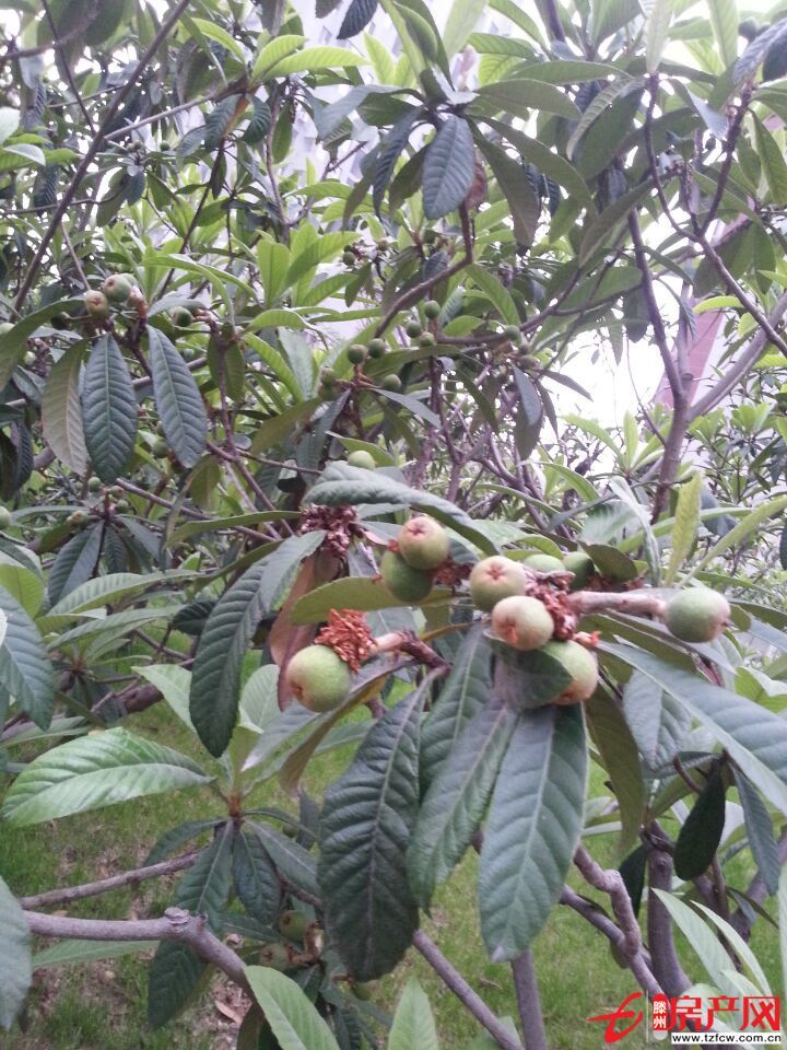 狀元府十七號樓三千六百五十元一平米