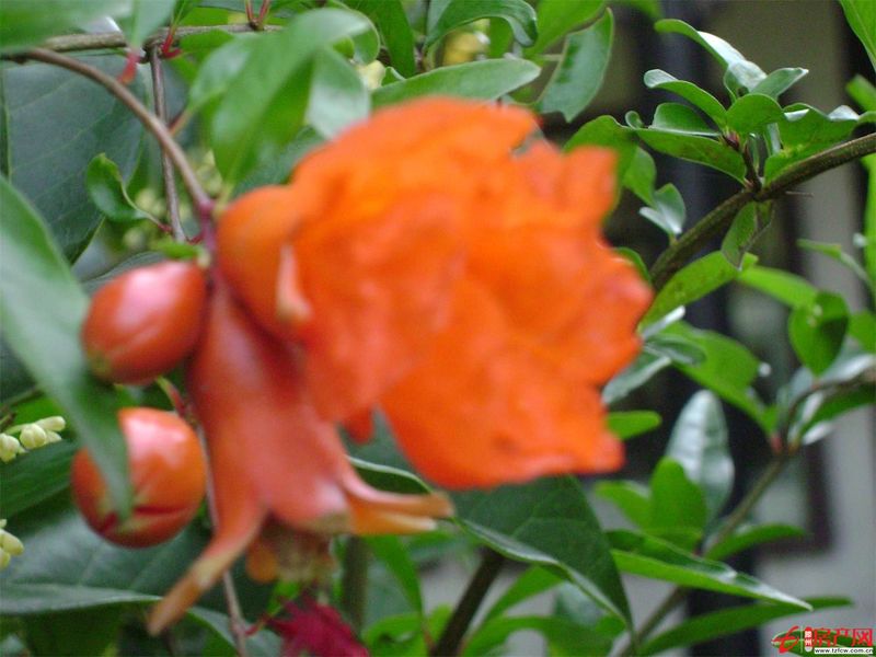 學區房陽光國際小區學生一號公寓出租（新滕州一中東校對過）