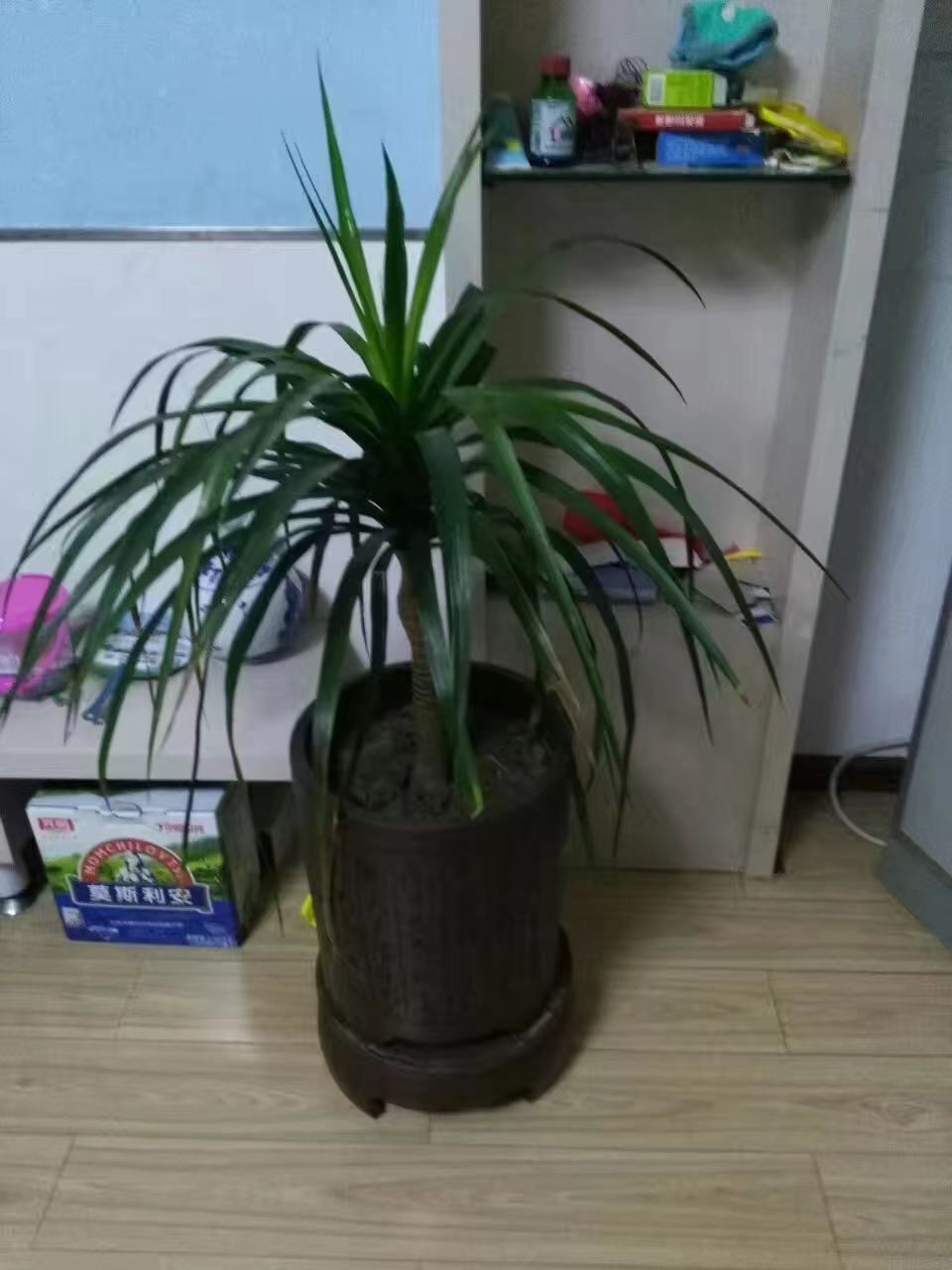 普通裝修2室2廳1衛113m21900元/月